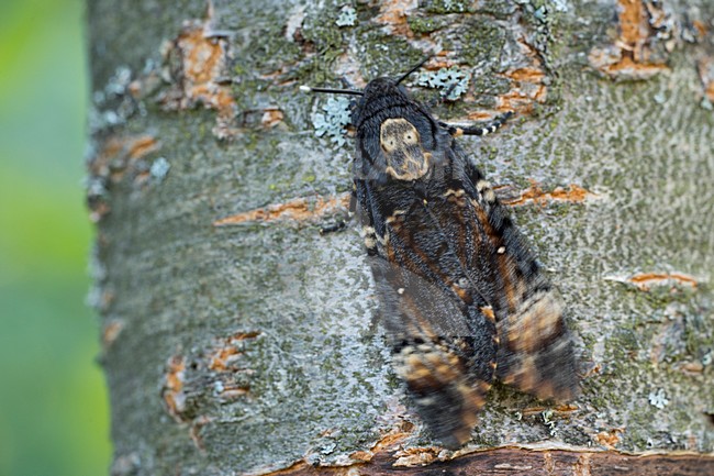 Doodshoofdvlinder, Death's-head Hawkmoth stock-image by Agami/Rob de Jong,