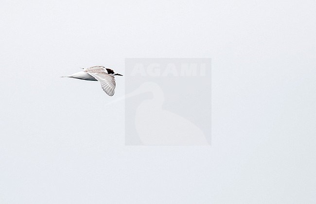 Immature South American Tern, Sterna hirundinacea, in northern Peru. stock-image by Agami/Pete Morris,