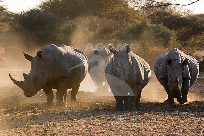 Four white rhinoceroses, Ceratotherium simum, walking in the dust at sunset. Kalahari, Botswana stock-image by Agami/Sergio Pitamitz,