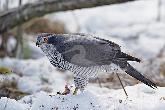 Havik in winters landschap; Northern Goshawk in winter setting stock-image by Agami/Markus Varesvuo,