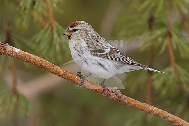 Grote Barmsijs zittend op tak; Mealy Redpoll perched on branch stock-image by Agami/Arie Ouwerkerk,