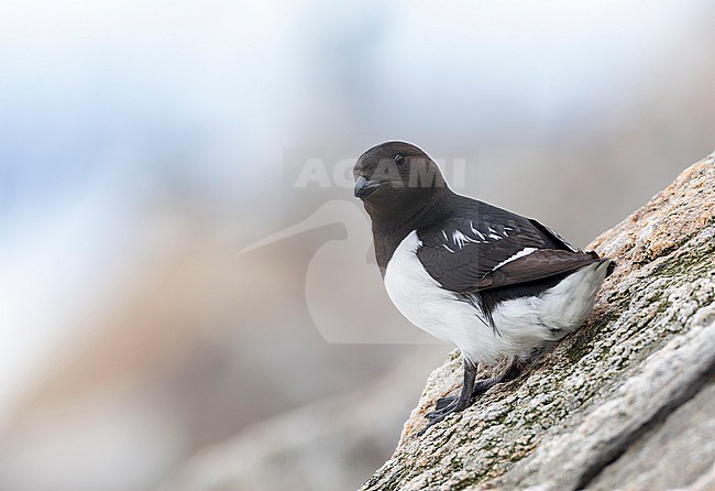 Little Auk (Alle alle) during summer season on Spitsbergen in arctic Norway. stock-image by Agami/Marc Guyt,