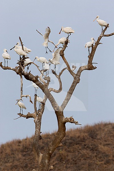 Eurasian Spoonbill, Santiago, Cape Verde (Platalea leucorodia) stock-image by Agami/Saverio Gatto,