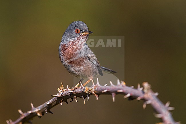 Dartford Warbler (Sylvia undata undata) setting off stock-image by Agami/Daniele Occhiato,