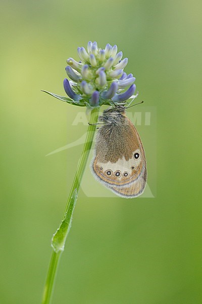 Darwin's Heath resting on small plant in France. stock-image by Agami/Iolente Navarro,