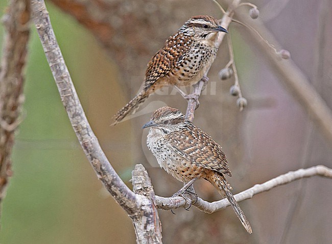 Endemic Spotted wrens, Campylorhynchus gularis, in Mexico. stock-image by Agami/Pete Morris,