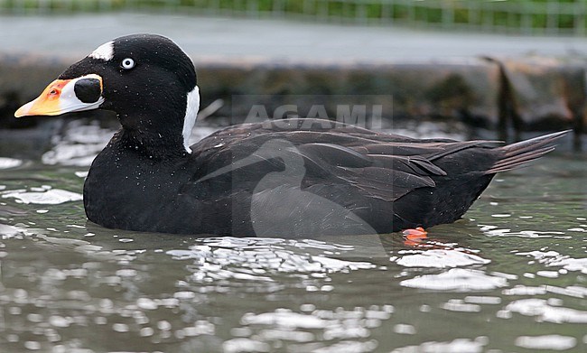 Surf Scoter (Melanitta perspicillata), third winter male swimming in captivity, seen from the side. stock-image by Agami/Fred Visscher,