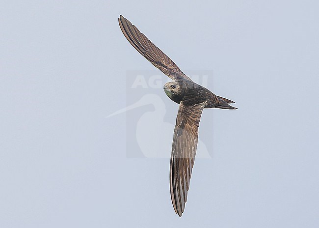 Common swift (Apus apus) in flight stock-image by Agami/Lennart Verheuvel,