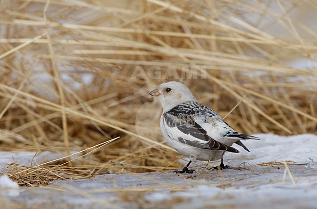 Gors met oude grassprieten; Bunting with straw stock-image by Agami/Arie Ouwerkerk,