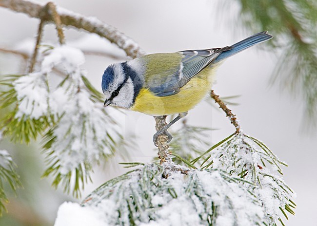 Pimpelmees op takje; Blue Tit peched on a branch stock-image by Agami/Markus Varesvuo,