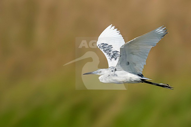 Immature, Little Blue Heron, Egretta caerulea
Galveston Co., TX stock-image by Agami/Brian E Small,