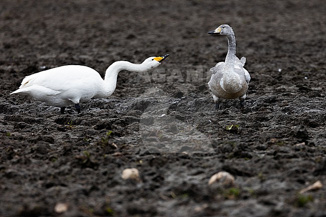  stock-image by Agami/Menno van Duijn,
