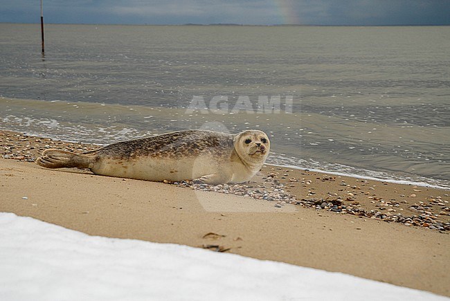 Harbour Seal, also known as Common Seal, resting on a snow covered beach of the Dutch Wadden island Texel. stock-image by Agami/Rene Pop ,