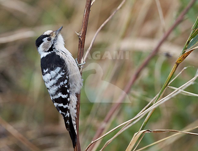 Vrouwtje Kleine Bonte Specht op takje, Female Lesser Spotted Woodpecker at twig stock-image by Agami/Markus Varesvuo,