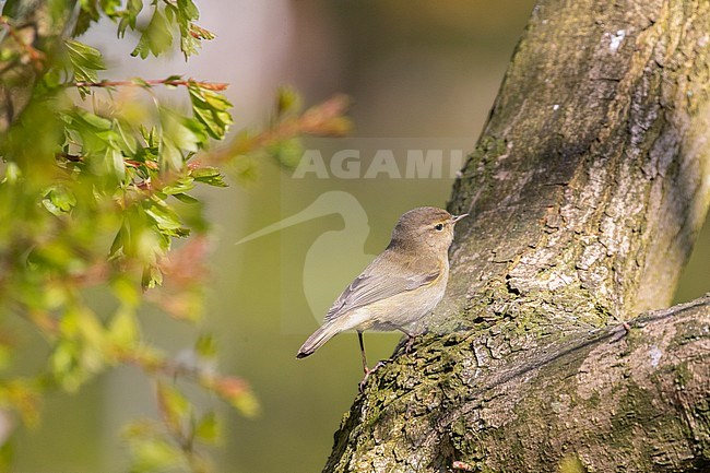 Common Chiffchaff (Phylloscopus collybita) in early spring stock-image by Agami/Arnold Meijer,