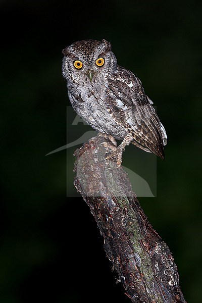 Pacific Screech-Owl (Megascops cooperi )Perched at night on a branch at night in El Salvador stock-image by Agami/Dubi Shapiro,