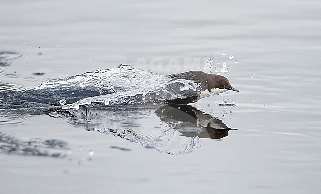 Wintering Black-bellied White-throated Dipper (Cinclus cinclus cinclus) in a fast flowing river at Kuusamo in arctic Finland. Jumping out of the water. stock-image by Agami/Markus Varesvuo,