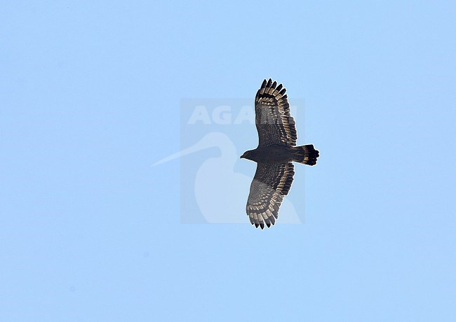 Andaman Serpent Eagle (Spilornis elgini) in flight. stock-image by Agami/Andy & Gill Swash ,