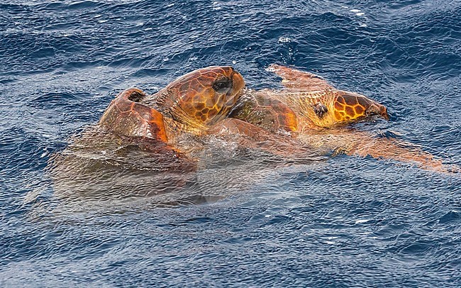 Loggerhead Turtle mating at sea just off Sao Nicolau, Cape Verde. June 3, 2018. stock-image by Agami/Vincent Legrand,