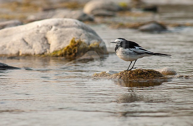 Himalayan Wagtail (Motacilla alboides) walking in riverbed in foothills of Himalayas. stock-image by Agami/Marc Guyt,