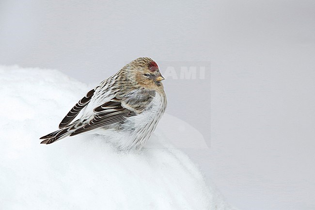 Witstuitbarmsijs; Arctic Redpoll; stock-image by Agami/Chris van Rijswijk,