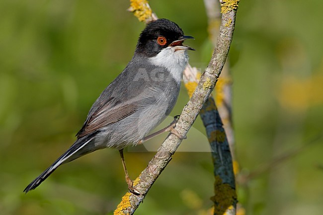 Zingende Kleine Zwartkop; Singing Sardinian Warbler stock-image by Agami/Daniele Occhiato,