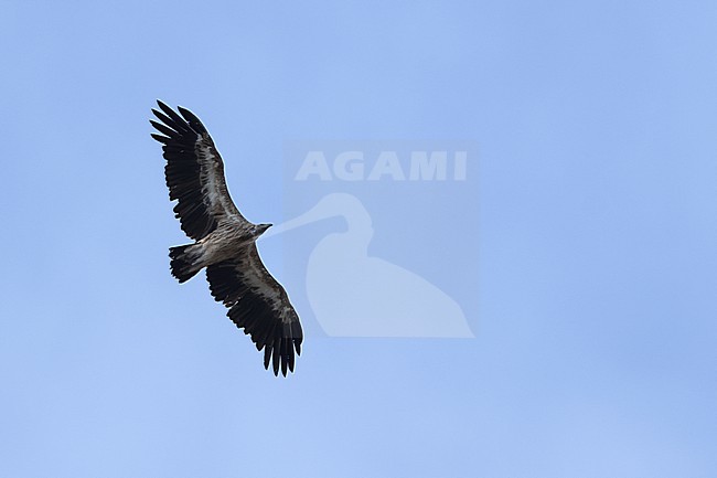 Immature Himalayan vulture (Gyps himalayensis) in flight, found in Mongolia, Yolinam stock-image by Agami/Mathias Putze,