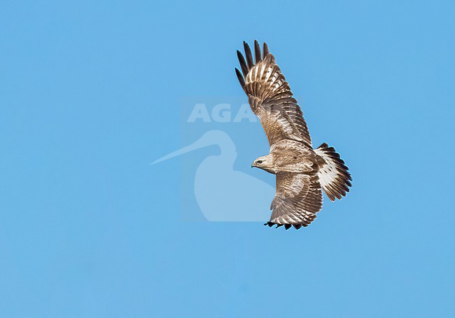 Adult (light morph)
Mackinac Co., MI
April 2025 stock-image by Agami/Brian E Small,