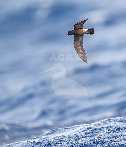 Madeiran Storm Petrel (Oceanodroma castro granti), also known as Band-rumped and Grant's Storm Petrel, flying over the ocean off Madeira in the Atlantic ocean. stock-image by Agami/Marc Guyt,