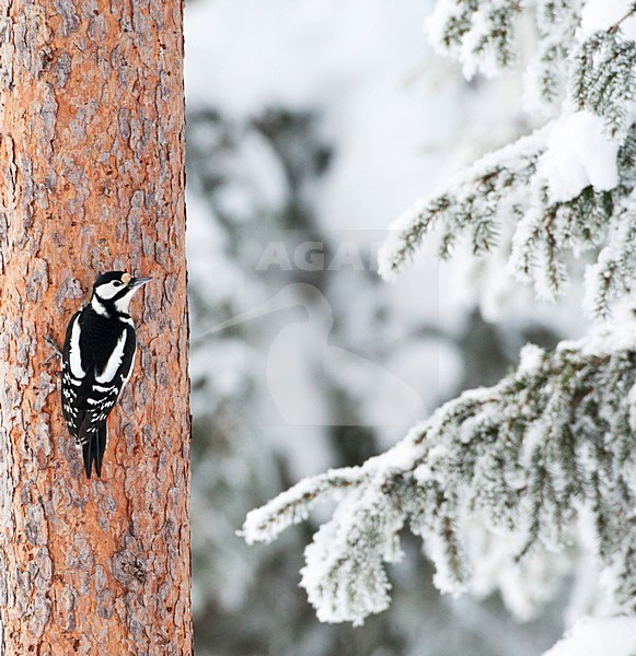 Grote Bonte Specht tegen een boom in besneeuwd taiga bos; Great Spotted Woodpecker perched against a tree in a snow covered taiga forest stock-image by Agami/Marc Guyt,