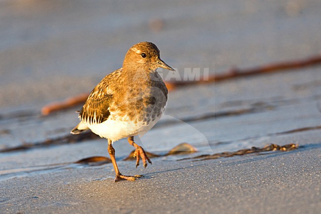 Zwarte Steenloper, Black Turnstone stock-image by Agami/Marc Guyt,