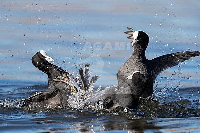 Fighting Eurasian Coot (Fulica atra) stock-image by Agami/Mathias Putze,