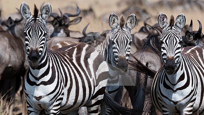 Three Grant's zebras, Equus quagga boehmi, looking at the camera, Masai Mara National Reserve, Kenya. Kenya. stock-image by Agami/Sergio Pitamitz,