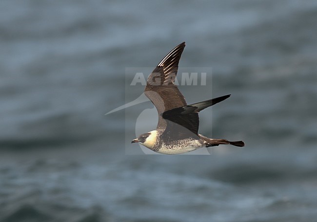 Middelste Jager, Pomarine Skua, Stercorarius pomarinus stock-image by Agami/Laurens Steijn,