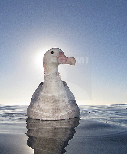 Gibson's Albatross (Diomedea gibbon) swimming in front of the sun off Kaikoura, New Zealand. stock-image by Agami/Marc Guyt,