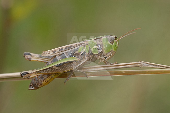  stock-image by Agami/Casper Zuijderduijn,