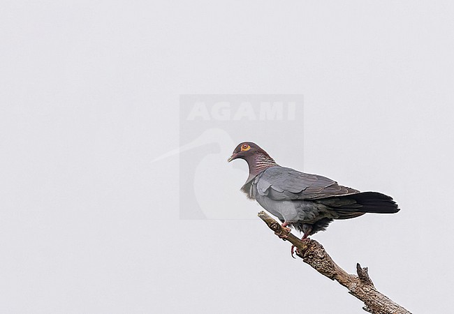 Scaly-naped pigeon (Patagioenas squamosa) on Puerto Rico. Also known as the red-necked pigeon. stock-image by Agami/Pete Morris,