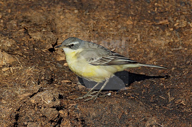 Wintering Eastern Yellow Wagtail (Motacilla tschutschensis tschutschensis) at Sedgeford, Norfolk, England. stock-image by Agami/Steve Gantlett,