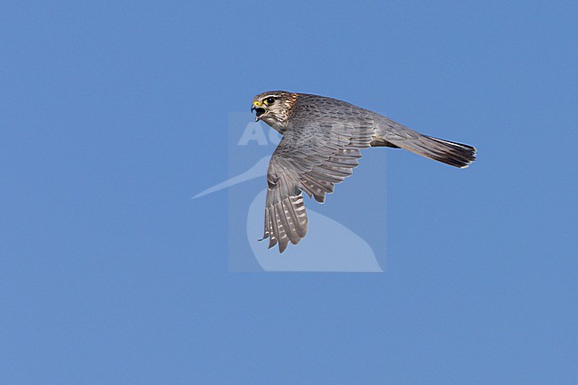 Merlin (Falco columbarius), side view of an adult male in flight, Northeastern Region, Iceland stock-image by Agami/Saverio Gatto,