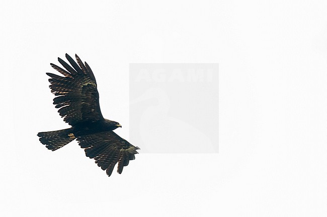 Black Eagle (Ictinaetus malaiensis) in flight in Vietnam. stock-image by Agami/Pete Morris,