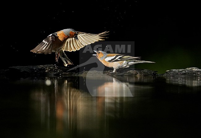 Mannetje Vink; Male Common Chaffinch stock-image by Agami/Markus Varesvuo,