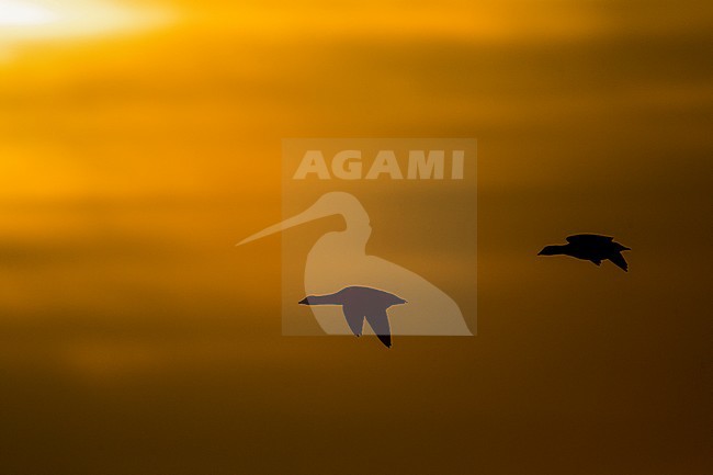Groep Rotganzen in vlucht; Group of Dark-bellied Brent Geese in flight stock-image by Agami/Menno van Duijn,