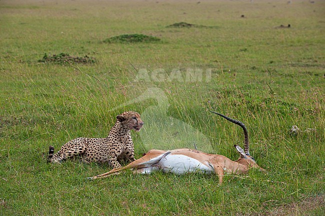 A cheetah, Acinonyx jubatus, feeding on an impala, Aepyceros melampus. Masai Mara National Reserve, Kenya. stock-image by Agami/Sergio Pitamitz,
