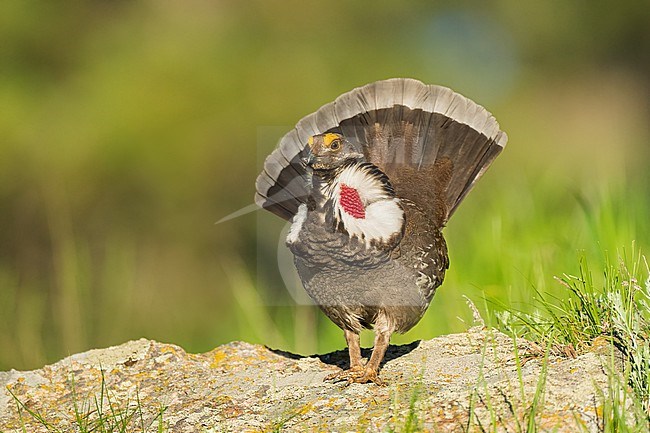 Adult male
Boulder Co., CO
June 2023 stock-image by Agami/Brian E Small,
