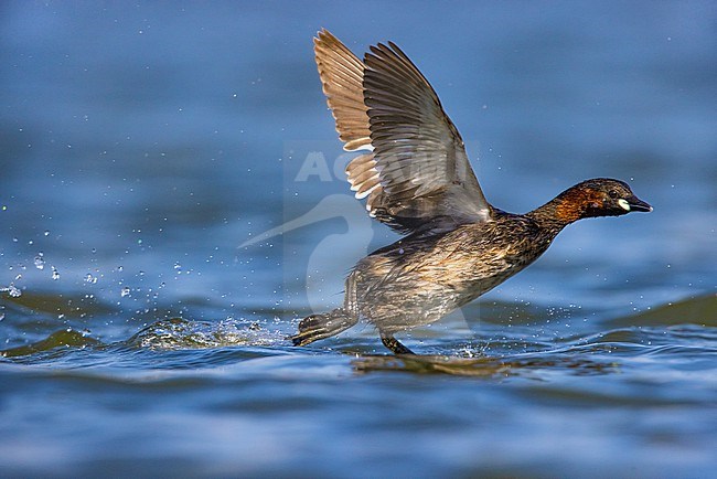 Little Grebe (Tachybaptus ruficollis) in Italy. Running over water. stock-image by Agami/Daniele Occhiato,