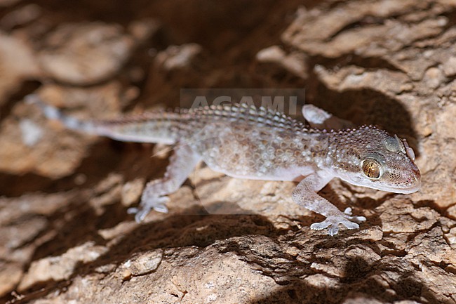 Al-Kiyumi’s Gecko (Hemidactylus alkiyumii) taken the 01/03/2023 at Salalah - Oman. stock-image by Agami/Nicolas Bastide,