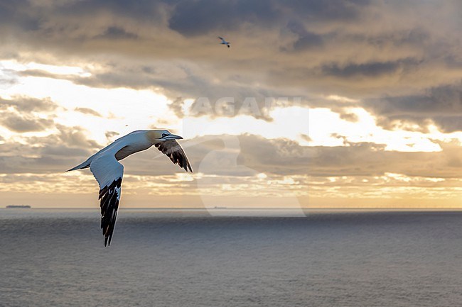 Northern Gannet, Morus bassanus stock-image by Agami/Martijn Verdoes,