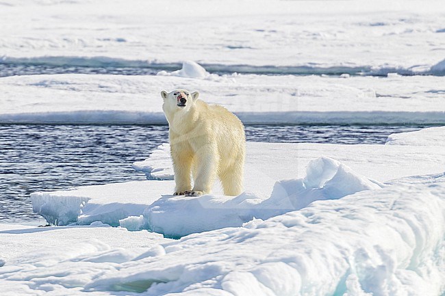 Mother near her Polar Bear cub observed from the lower deck of the Polarstern - AWI Expedition in Haussgarden, Greenland sea. stock-image by Agami/Vincent Legrand,