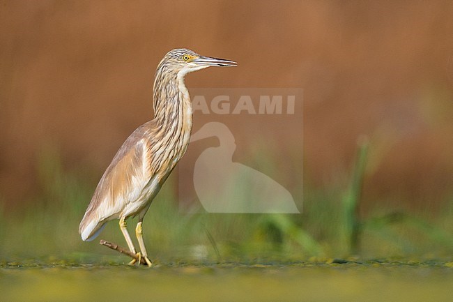 Squacco Heron (Ardeola ralloides), immature standing on a floating cane in a marsh stock-image by Agami/Saverio Gatto,