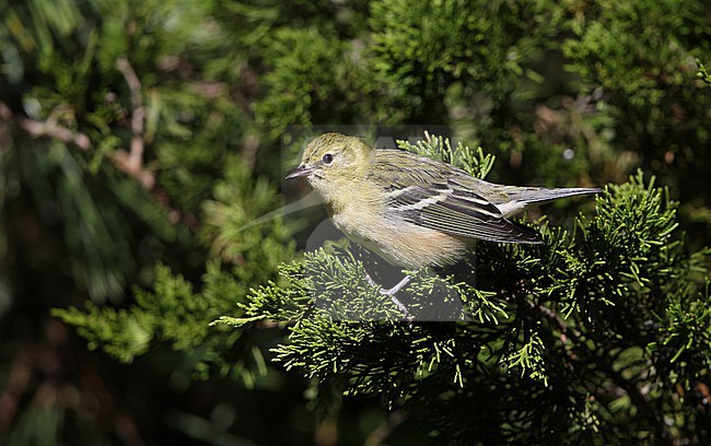 Bay-breasted Warbler (Setophaga castanea), resting during migration at Cape May, New Jersey, USA stock-image by Agami/Helge Sorensen,